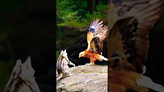 Eagle vs cat 🐈  #eagle #cat #fight #shorts