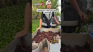 TANGKAP LOBSTER AIR TAWAR