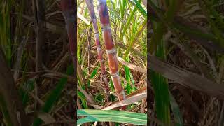 Sugarcane#farmingshorts#shortsvedioviral#farmerlife