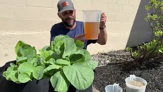 Fertilizing Kale; Organic, Salts & Teas