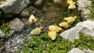 Baby Call Ducks