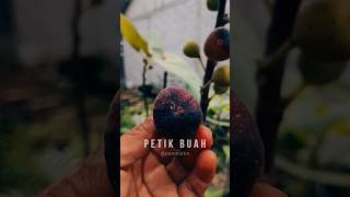 CARA PETIK BUAH TIN, sekaligus dengan batang buah, agar getahnya tidak terlalu banyak yang menetes