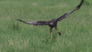 Sehr kurzer Clip _ Jagderfolg einer männlichen Rohrweihe _ #Vogelbeobachtung