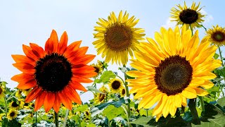 How to Grow Sunflowers In The Garden by Organic Farmer