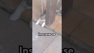 #gatosfofos #pets #gatinhos #gatos #cat #viralvideo#adote#edit #education#brasil #amorpropio#gospel