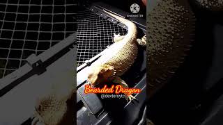 BEARDED DRAGON #shorts #beardeddragon #lizard