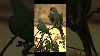 Rose-Ringed Parakeet ❤️🦜❤️ #shorts #roseringedparakeet #trending #trendingshorts #love