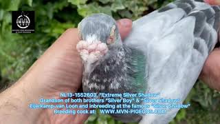 NL13-1552603, “Extreme Silver Shadow”. 100% Eijerkamp-van Loon Breeder at www.mvn-pigeons.com