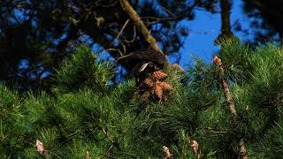 Yellow-tailed Black Cockatoos - Fujifilm X-T4  XC50-230mm.  Powerful beaks.