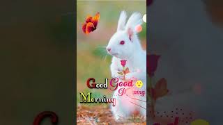 good morning 💘 good morning status 💝 good morning shayri status ❤️‍🩹 good morning whatsApp status