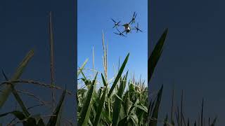 Revolutionizing Farming: Cover Crop Seeding via Drone