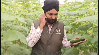 Probus is the Best Variety Of  Seed less Cucumber for winter season