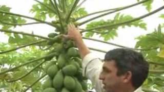 18 Programa Agronegócios - Manejo da Cultura de Mamão - 06/06/2010 - 1 Parte.flv