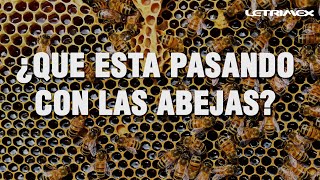 ¿Qué esta pasando con las abejas?