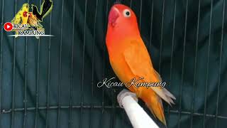 Masteran burung Lovebird,suara burung Lovebird ngekek panjang