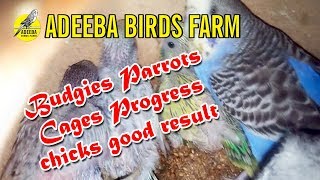 Adeeba birds farm & pets