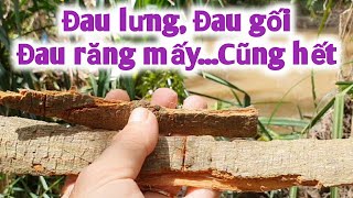 Vài thuốc trị Đau lưng, đau gối, đau răng, suy nhược cơ thể, liệt cần yếu xuất sớm. PHAN HẢI Vlog.