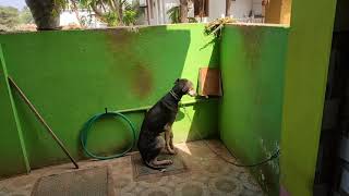 Dog taking sun bath funny| #dog #dogs #sunbath #fun  #doglover #lol #comedy #pets #puppy #labrador