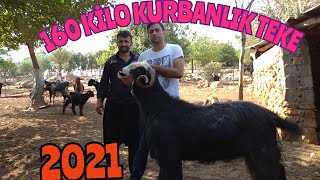 2021 ADANA KOZAN. 160 KİLOLUK KURBANLIK TEKELER TEK TEK FİYAT VE KİLOLARI .#kurbanlık#kurbanfiyatlar