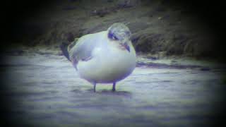 Svarthuvad mås/Mediterranean Gull (Larus melanocephalus).