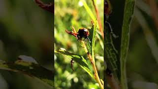 Bir uğur böceğin türü #uğurböceği #umut #yaşam #doğa #nature #ladybird #yaşam #newshorts