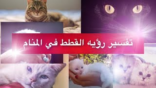 تفسير رؤيه القطط في المنام وماذا يعني وقوف القط علي شباكك ولماذا عليك الحذر؟؟؟؟🙀