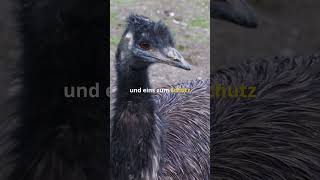 Unglaubliche Fakten über Emus, die du nicht glauben wirst!  #factsofnature #emu