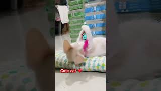 Cute cat ❤️❤️💯 #kucing #shortsvideo #viral