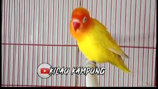 LIVE !!!! PANCINGAN LOVEBIRD,LANGSUNG NYAMBERRR