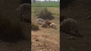 Dogs are eating buffalo meat.