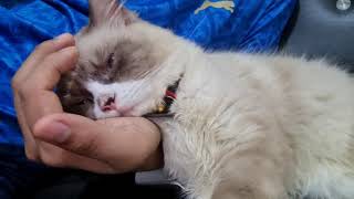 CAT LOVERS LUCING LUCU HIMALAYA TIDUR NYENYANG ABIS BEGADANG NONTON CHELSEA VS ATLETICO Ya heheh