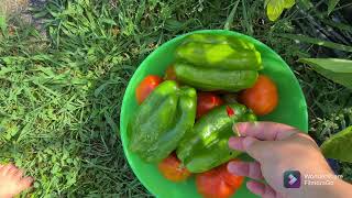 raccolta della giornata 🍅🫑🍆🥚the harvest of the day