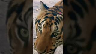 INTERNATIONAL TIGER DAY, July 29, 2023 #worldtigerday #tigers #tiger #savetigers #shorts #ytshorts