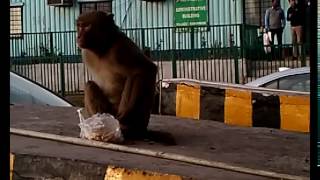 Monkey eating peanut