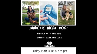 The 101 on Diabetic Alert Dogs! What do you need to consider?