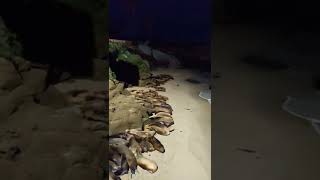 seals climbing on top of each other to sleep on the beach