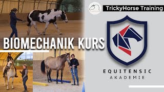 EquiTensic Biomechanik Kurs - EquiTensic Physio Fit Programm