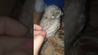 Բու 🦉🦉🦉