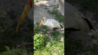 Yellow-billed storks are medium-sized wading birds, known for their distinctive yellow beaks.