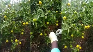 Forest 3 Line Lemons tree copper wire cutting || Call me Sadab 8459487861