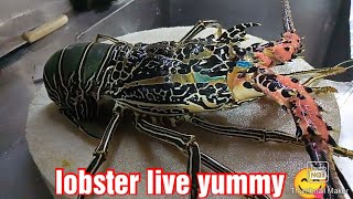 #lobster live 1.4kg #lugaw Ang sarap Ng #lobster Buhay pa