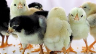 heen cute baby | ststus video #shorts #subscribe #ststus #animals #youtubeshorts