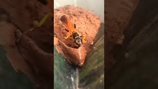 Wasp making nest out of mud:Black Mud-dauber Wasp(Sceliphron madraspatanum)#reels #wasp #waspnest