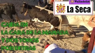 Caída en la cara de la manada y dos toros detras, La seca