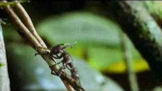 Stange Fungus Explodes The Heads Of Insects