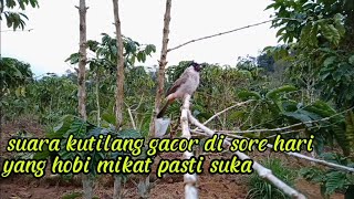 pikat Burung Kutilang Gacor menjelang magrib tambah gacor@Iksan.sai.123