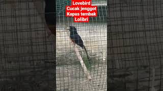 murai batu tembakan Lovebird Cucak jenggot Kapas tembak Lolibri