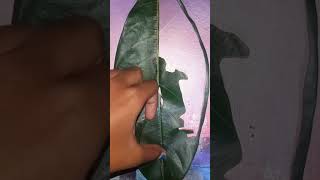 ||Leaf Cutting Art||Dancing step||Love||Boy And Girl|| #viralvideo#short #karabi #viral #shortvideo#