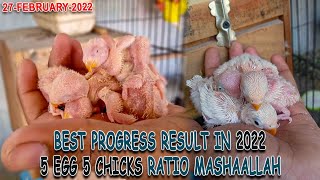 MY LOVE BIRDS BREEDING PROGRESS IN 2022 | 5 OUT-OF 5 CHICKS RESULT MASHAALLAH | AA BIRDS INFORMATION