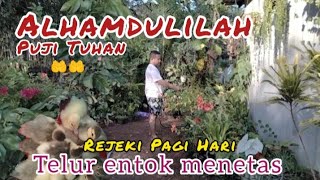 Aktivitas pagi Hari di Pedesaan